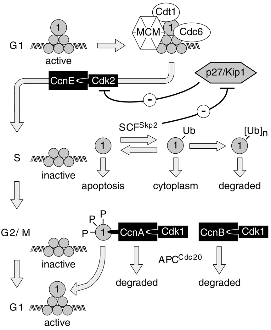 Fig. 10