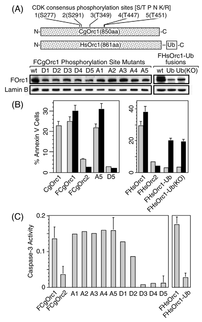 Fig. 8