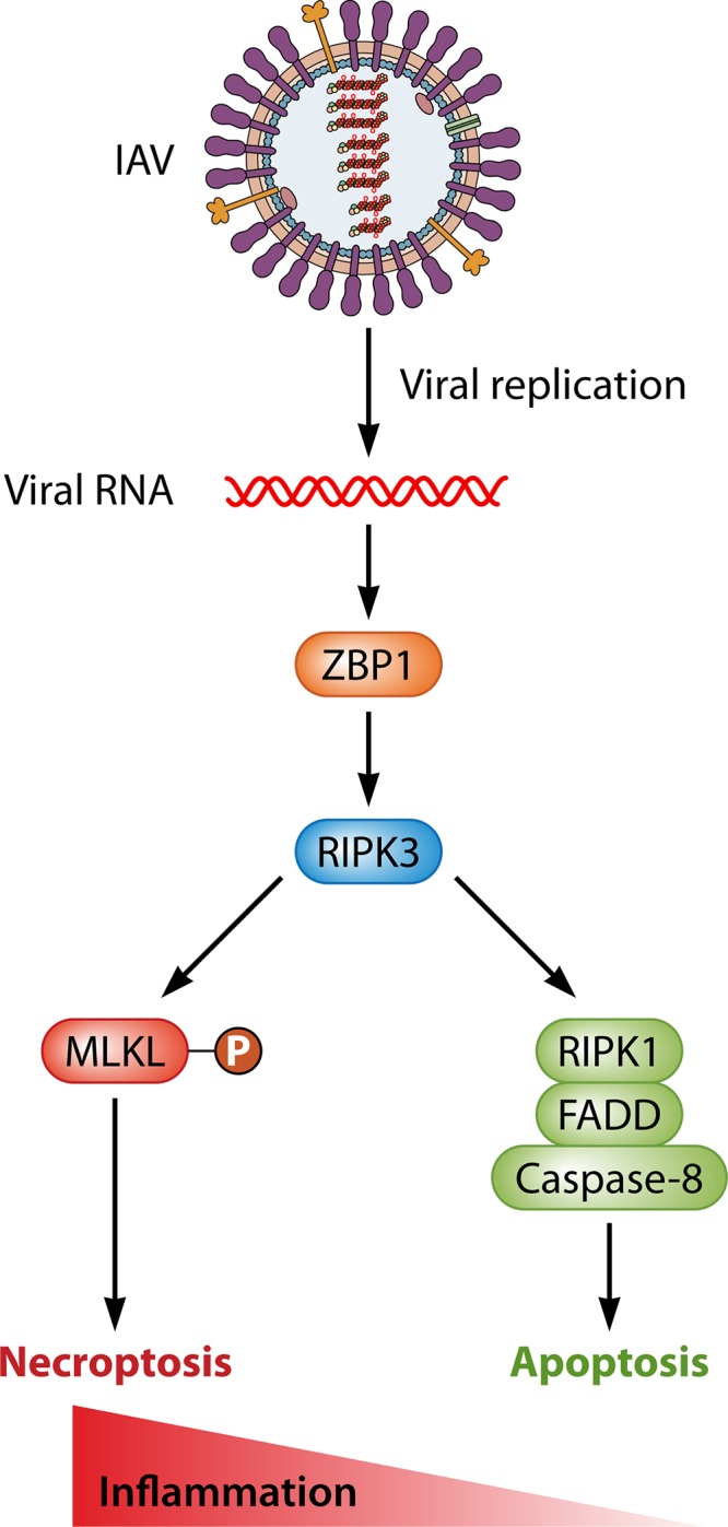 FIG 1