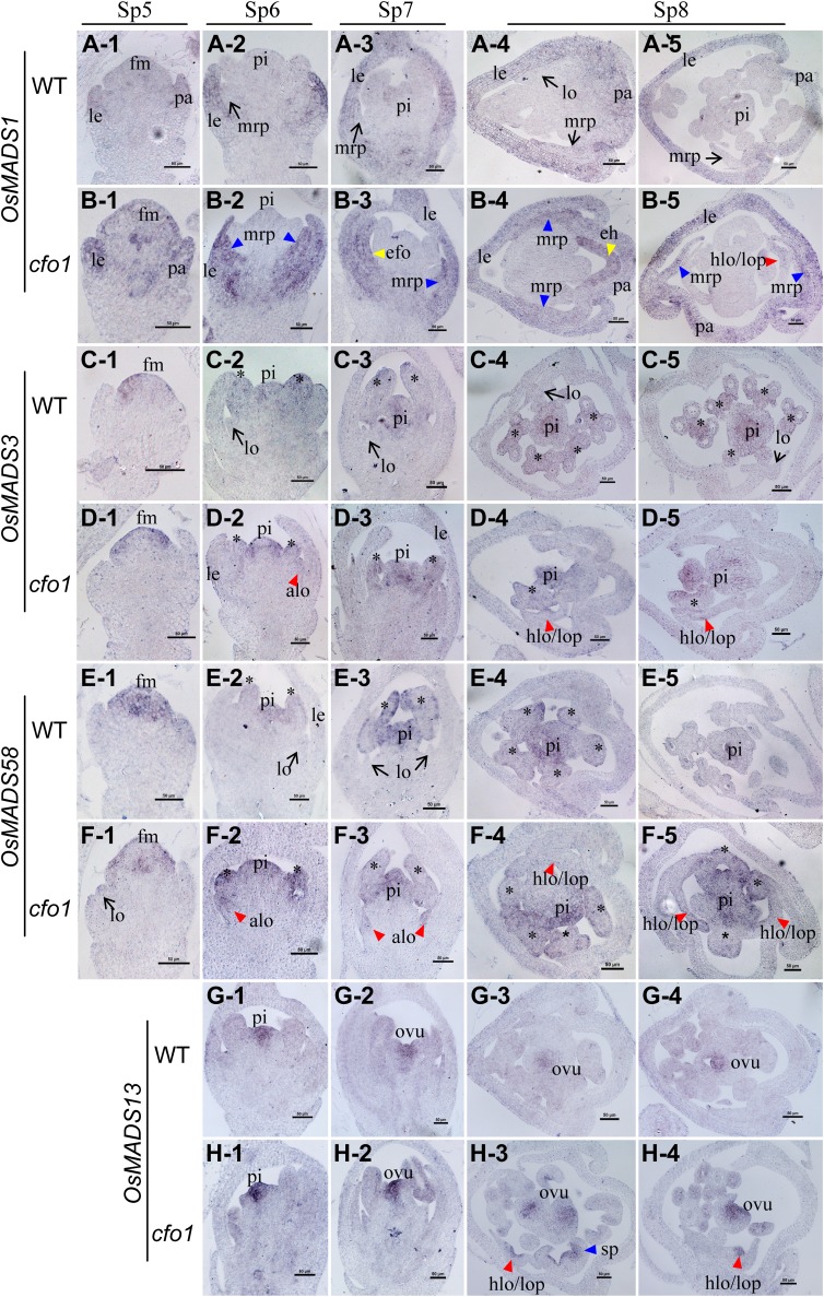 Figure 5.