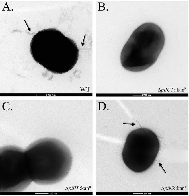 FIG 5 