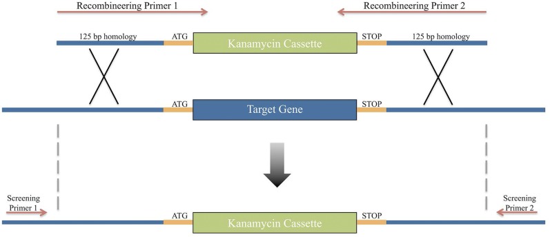 FIG 1 