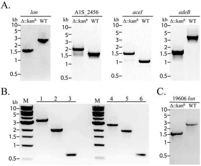 FIG 2 