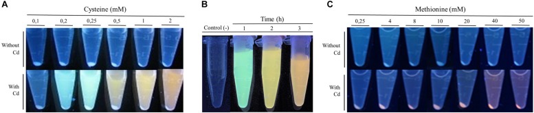 FIGURE 2