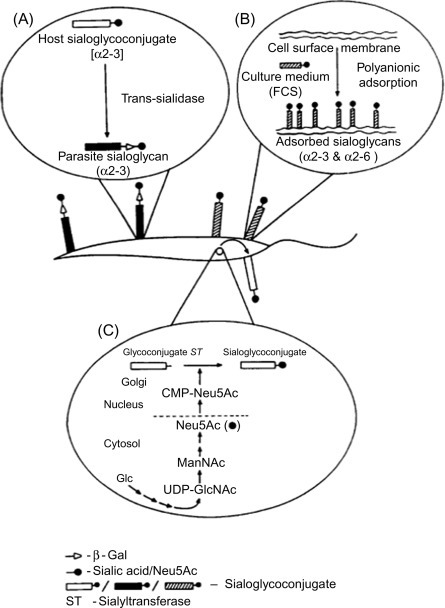 Fig. 9