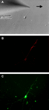 Figure 10.