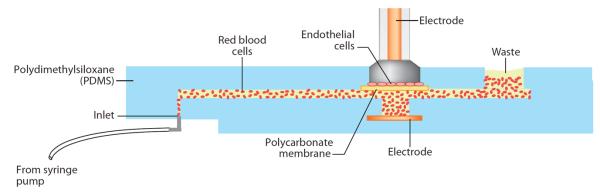 Figure 12