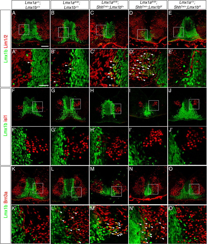 Figure 10.