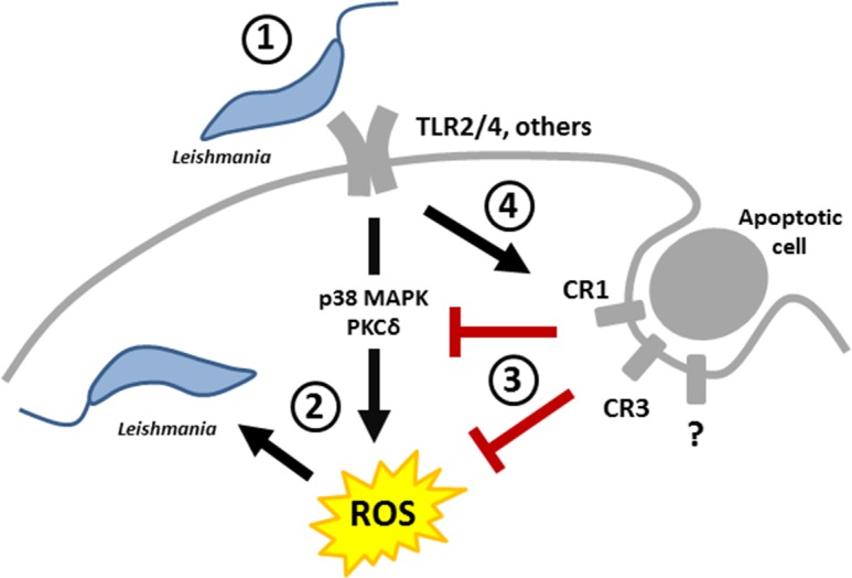 Fig 6