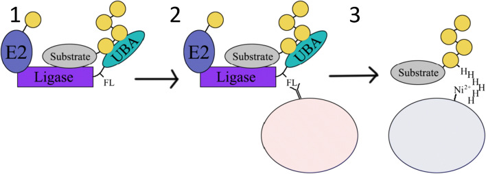 Fig. 2