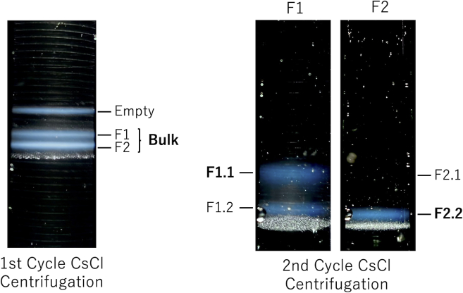 Figure 1