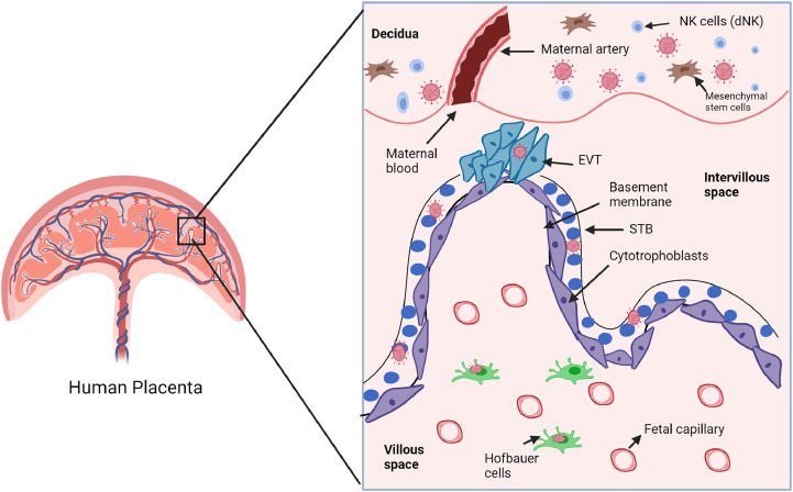 Fig 2: