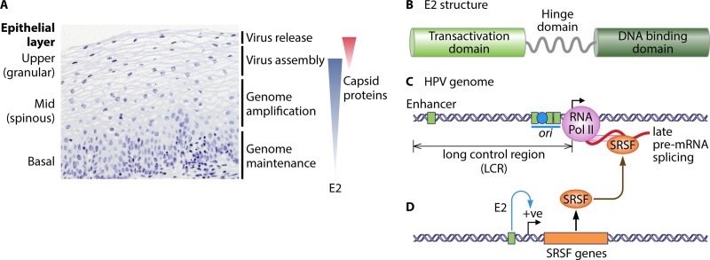 FIG 1