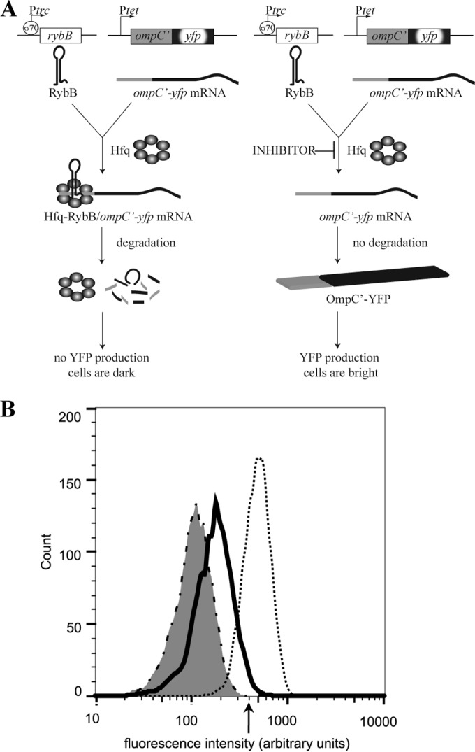 FIG 1