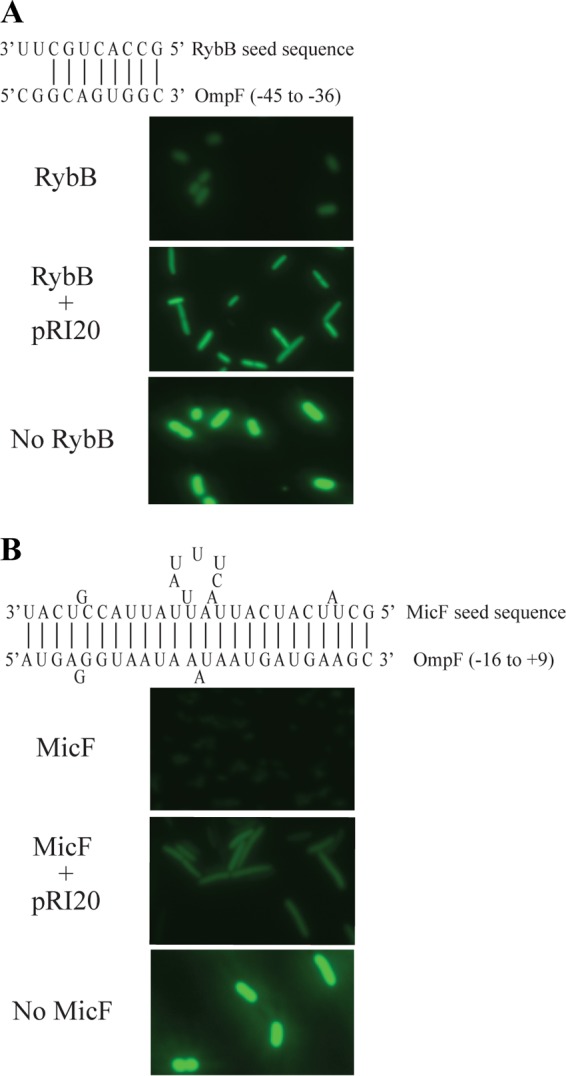 FIG 3