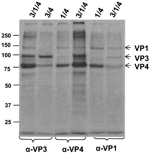 FIG. 7.