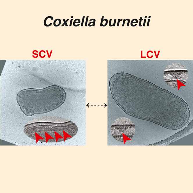 graphic file with name fx1.jpg