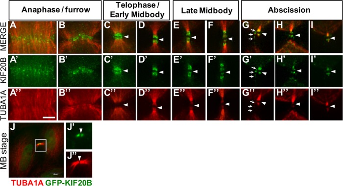 FIGURE 1: