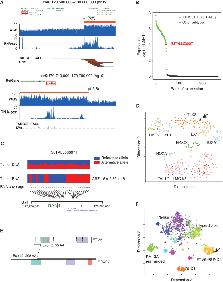 Figure 3. Using multi-omics data to interpret pathogenicity of SVs. A, GenomePaint plots showing two regions, chr8:128500000–130600000 (top) and chr5: 170710000–170790000 (bottom) [hg19], from SJTALL030071. Both panels consist of the RefSeq gene model in green, with MYC and TLX3 highlighted by red boxes; orange bars show regions of copy-number gain supported by increased WGS coverage plotted as the blue histogram immediately below. Gray lollipops marked t(5;8) indicate the position of the translocation breakpoint. RNA-seq coverage is shown below the whole-genome coverage histogram. Additional data from NCI-TARGET are also shown, with narrow red bars representing regions of copy-number gain and gray lollipops representing SV breakpoints surrounding the TLX3 locus. A region or recurrent copy-number gain in TARGET samples is adjacent to the chromosome 8 breakpoint in SJTALL030071. Generally high but nonspecific RNA-seq coverage at this locus suggests a region of high transcriptional activity (distal MYC enhancer) is brought into proximity of TLX3 by the translocation. CNV, copy-number variation. B, A rank-order plot of T-ALL from TARGET showing expression levels of TLX3 mRNA in a set of TLX3-activated tumors compared with tumors in which TLX3 was not activated. SJTALL030071 TLX3 expression (red dot) groups with the activated set. C, Allele-specific expression (ASE) of the TLX3 locus in SJTALL030071. The tumor DNA (top row) shows a series of heterozygous alleles in the TLX3 locus (blue and red stacked bars show relative VAF from WGS data). In the RNA-seq data (second row), expression of only one allele is observed. RNA coverage, read counts at each allele, are shown numerically (third row). Beneath the read counts, black lines map the locations of the alleles to the chromosome 5 coordinates surrounding the TLX3 locus. Beneath the coordinate line, the location of the SJTALL030071 translocation breakpoint is indicated. D, Two-dimensional t-SNE plot of RNA-seq–derived gene expression data from 264 T-ALL samples (41). Major T-ALL subgroups are indicated on the plot, with SJTALL030071 localizing among the TLX3 cluster, as shown by the black arrow. E, Schematic representation of an ETV6–FOXO3 fusion found in SJBALL030052 joining the N-terminal region to the ETV6 sterile alpha motif domain (green) with oligomerization interfaces (red) and ETS domain (purple), with the C-terminal FOXO3 forkhead binding (green), KIX binding (purple), and transactivation domains (red). F, Two-dimensional t-SNE plot of RNA-seq–derived gene expression data from 1,988 B-ALL samples (42). Major subgroups are indicated on the plot, with SJBALL030052 localizing to the periphery of the ETV6–RUNX1 subgroup, as shown by the black arrow.