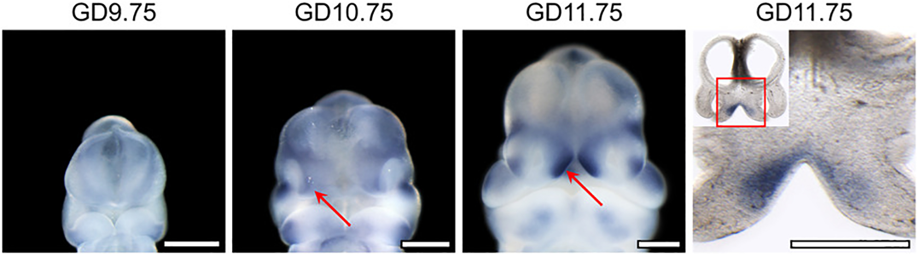 Figure 5: