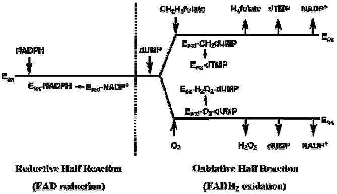 Scheme 3