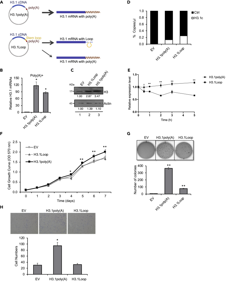 Figure 2