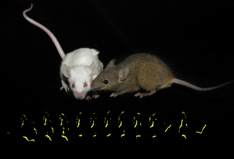 Male mice serenade potential partners with ultrasonic song