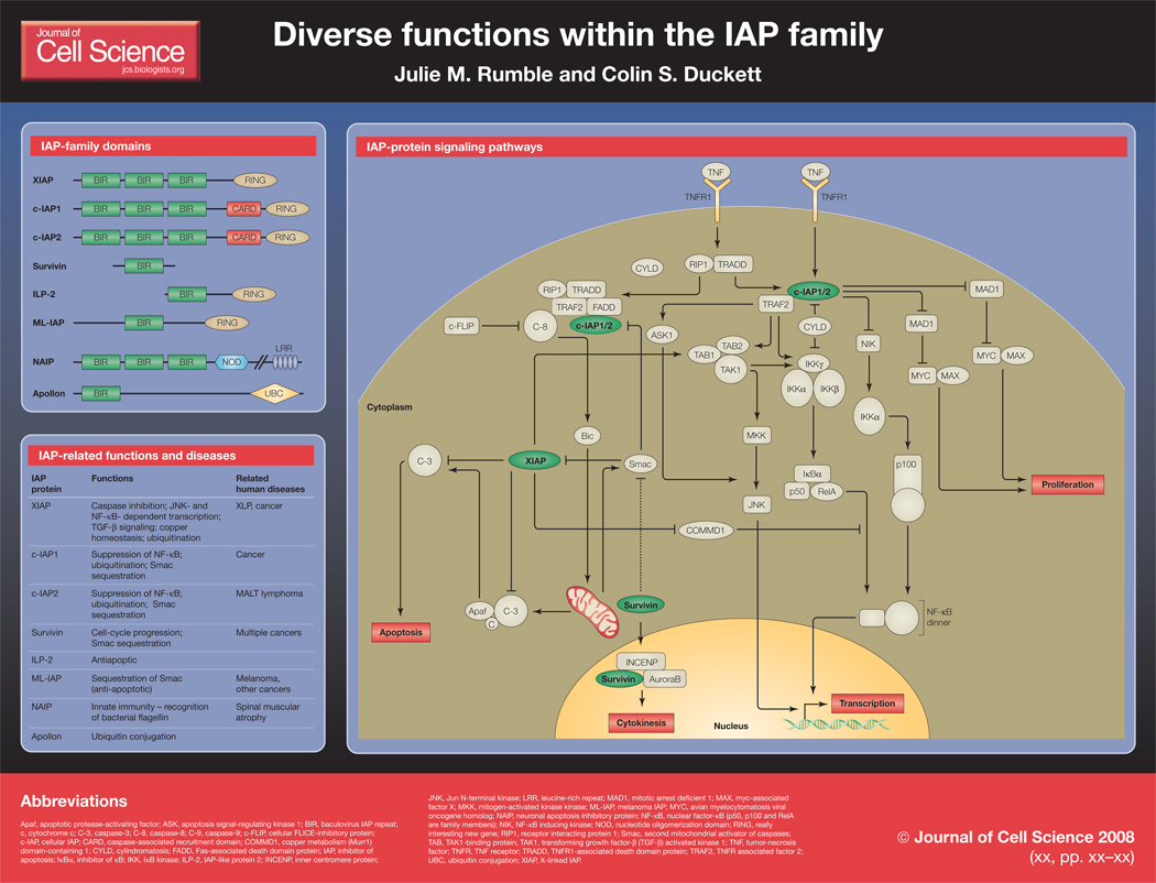 graphic file with name nihms102448f1.jpg