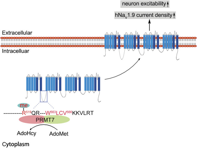 Figure 7.