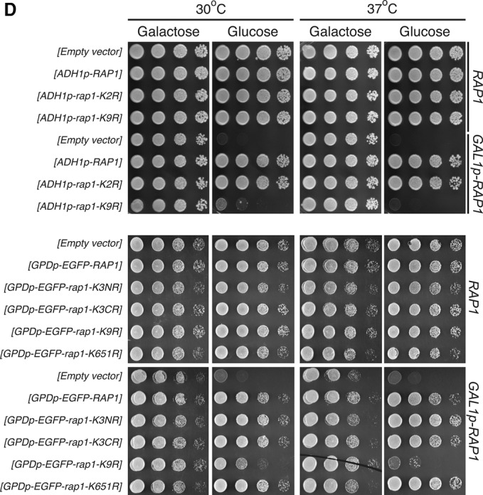 Figure 4D.