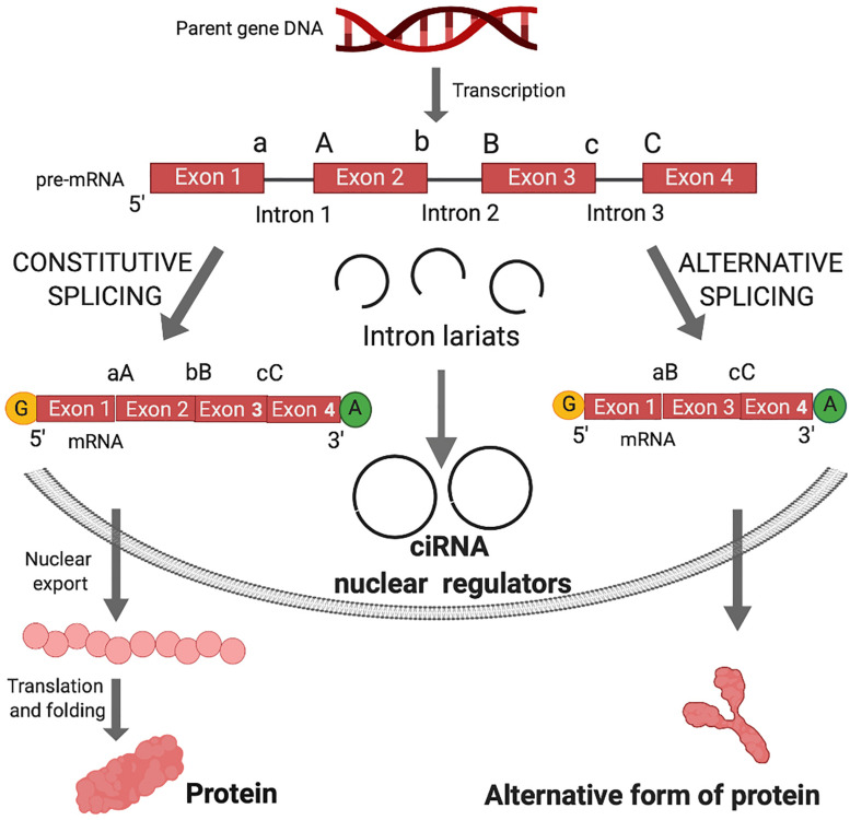 FIGURE 1