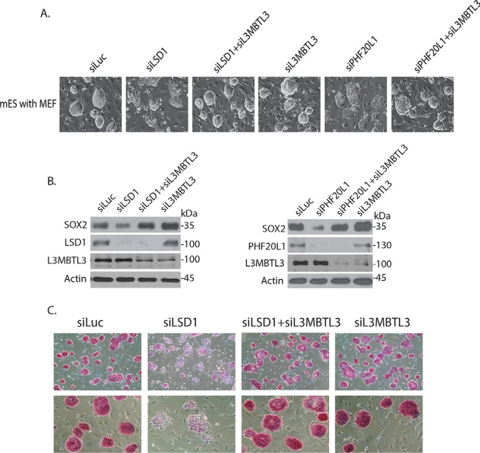 Figure 3.