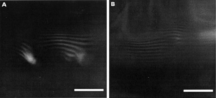 Figure 7  