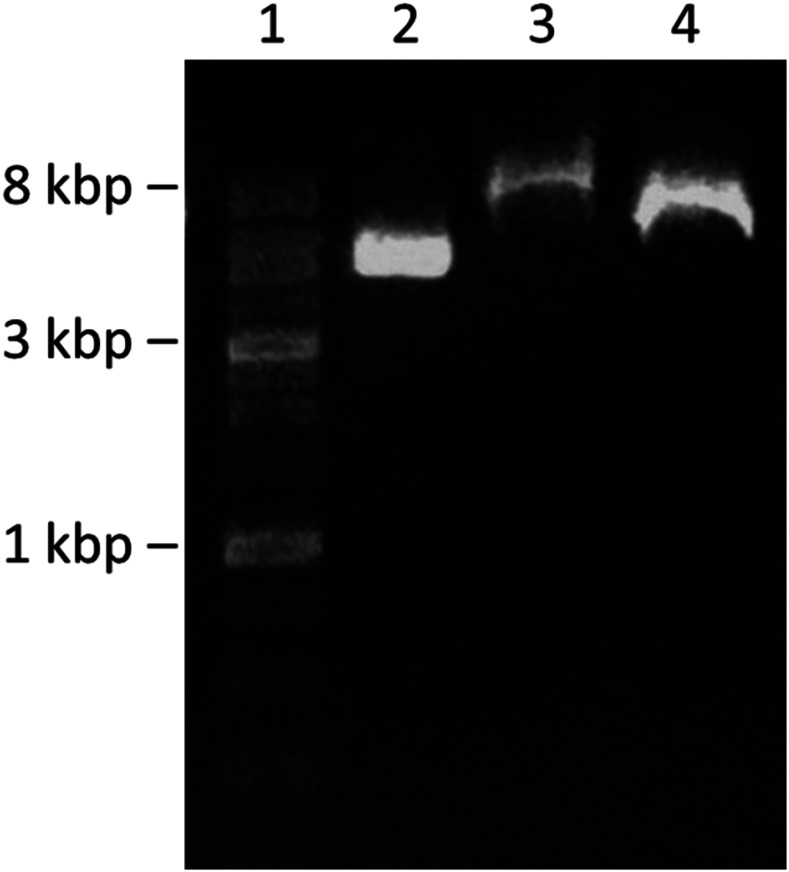 FIG. 2.