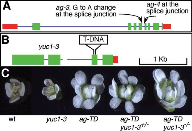 Figure 3.