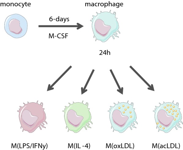 Fig. 1