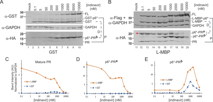 Fig 6