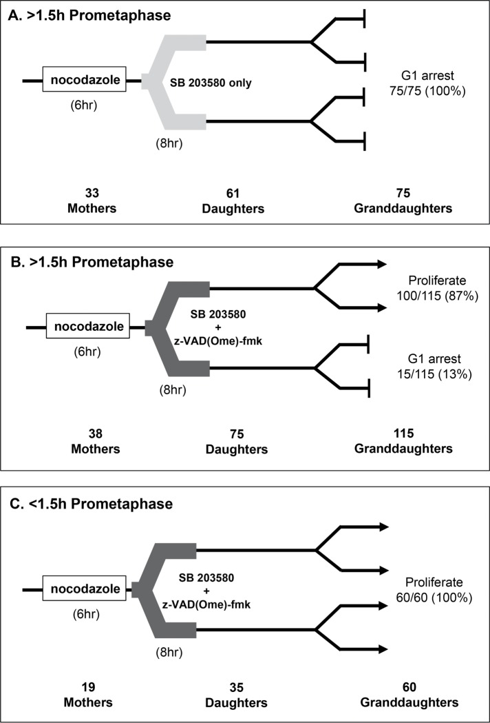 FIGURE 7: