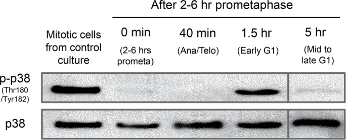 FIGURE 6: