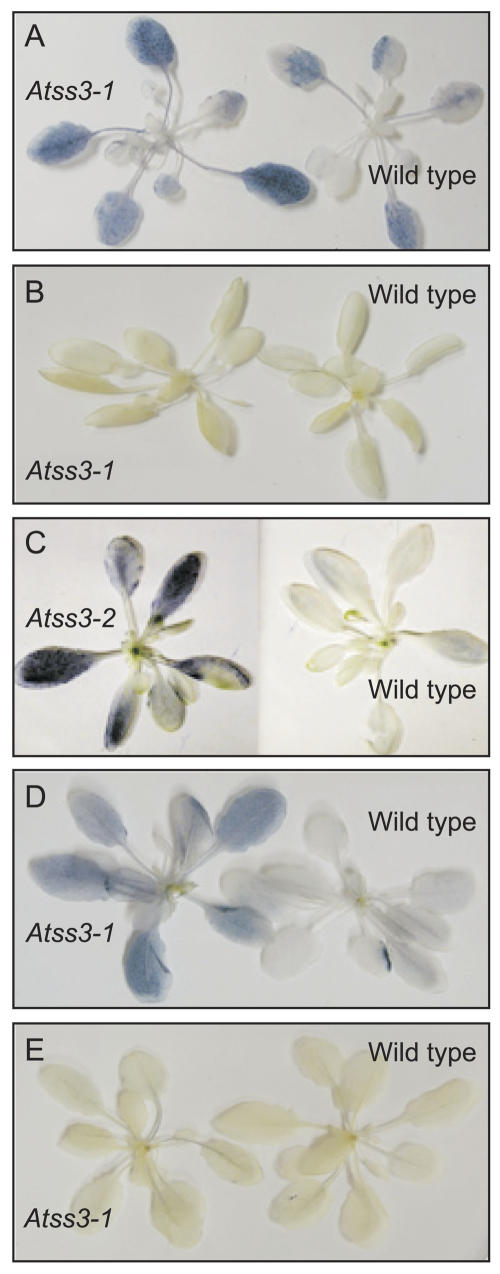 Figure 3.