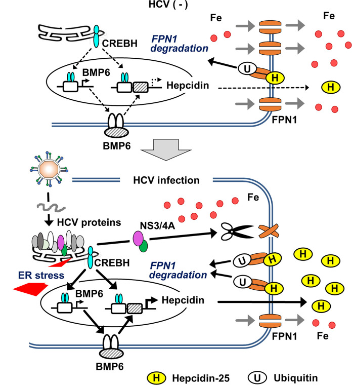 Fig 6