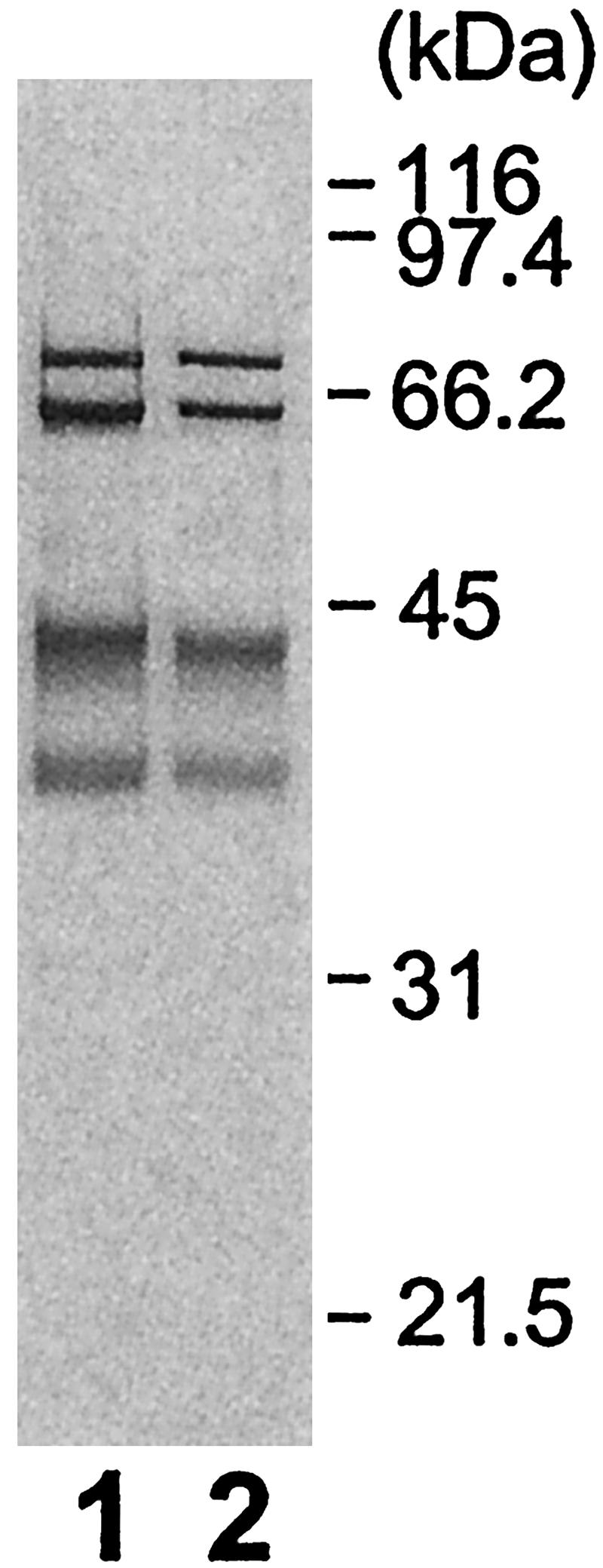 Fig. 5.