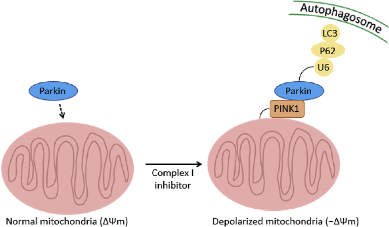 Fig. 13