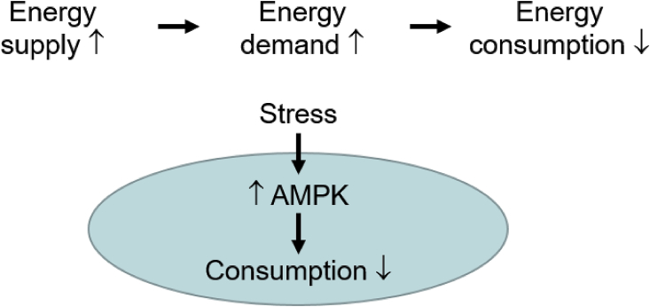 Fig. 11