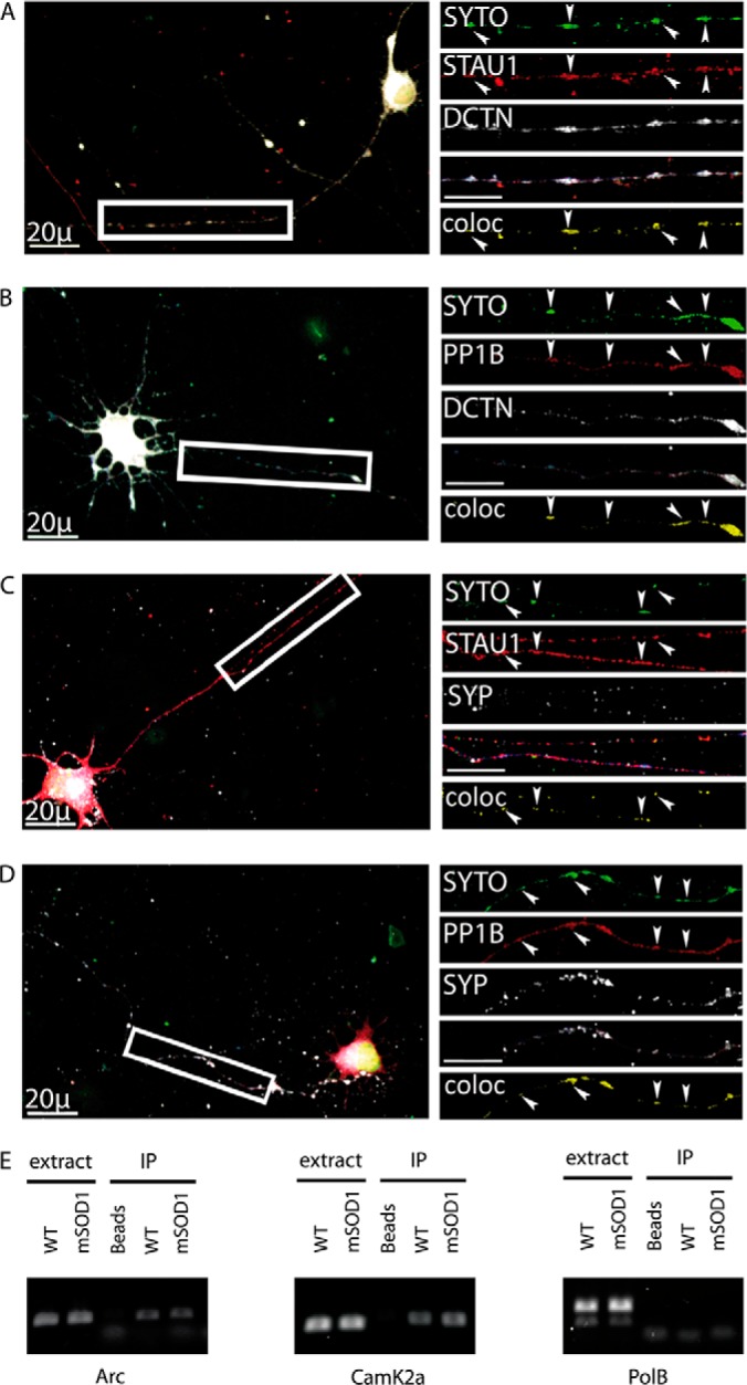 Fig. 6.