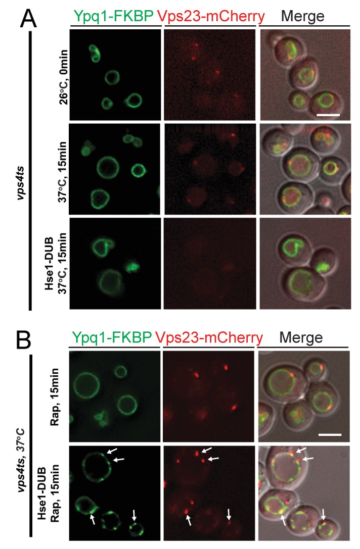 Figure 6—figure supplement 3.