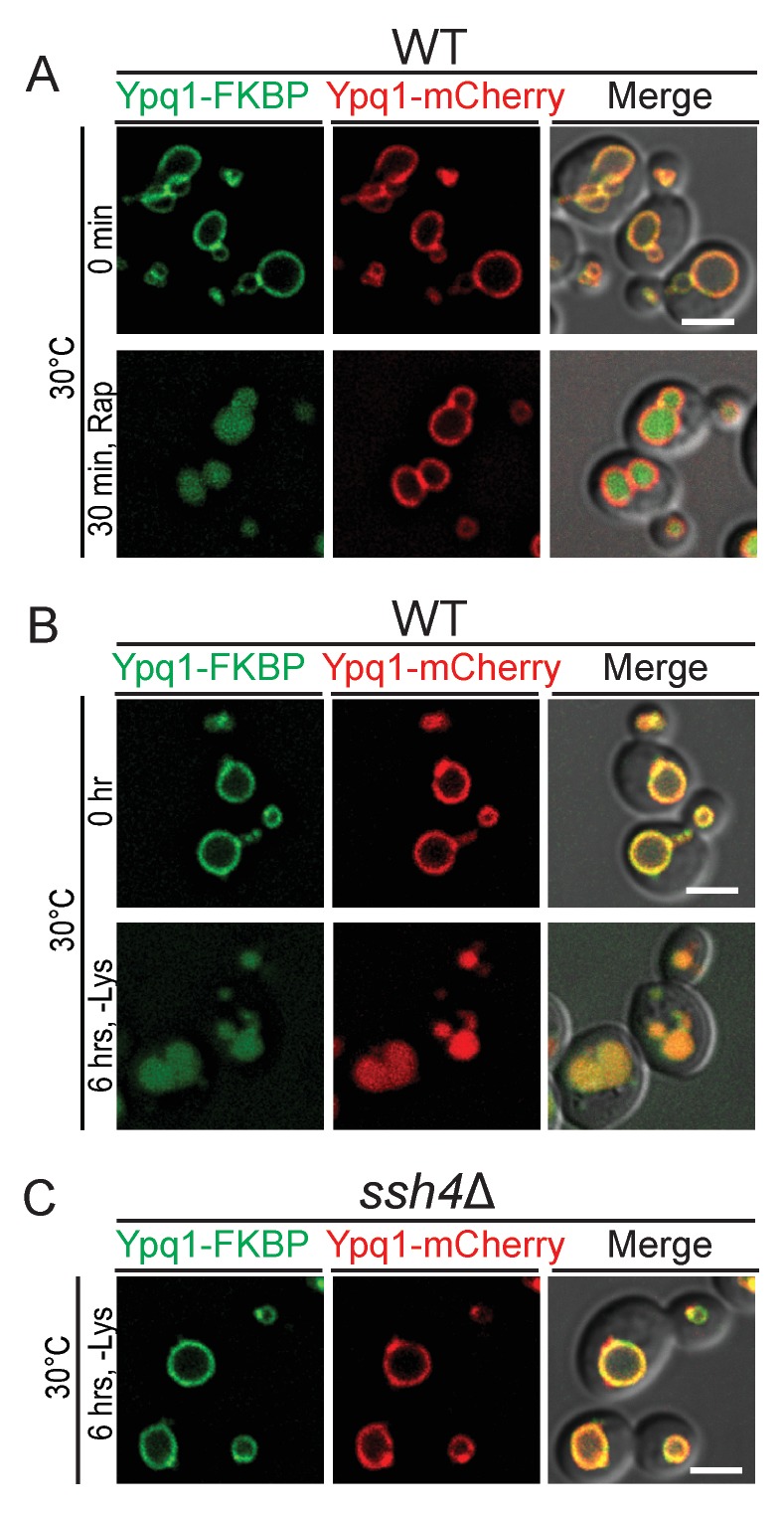 Figure 2—figure supplement 3.