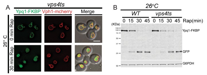 Figure 4—figure supplement 1.