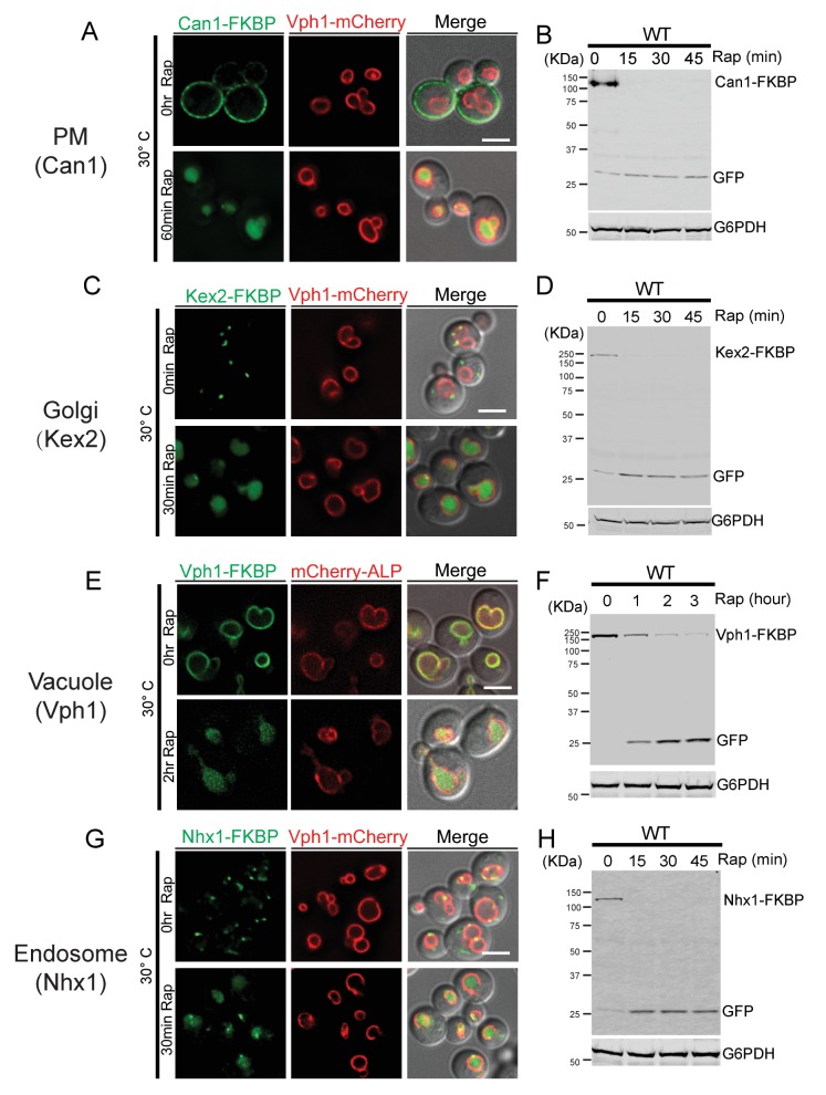 Figure 2—figure supplement 4.