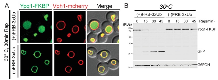 Figure 2—figure supplement 2.